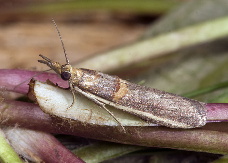 Etiella zinckenella - Pyralidae